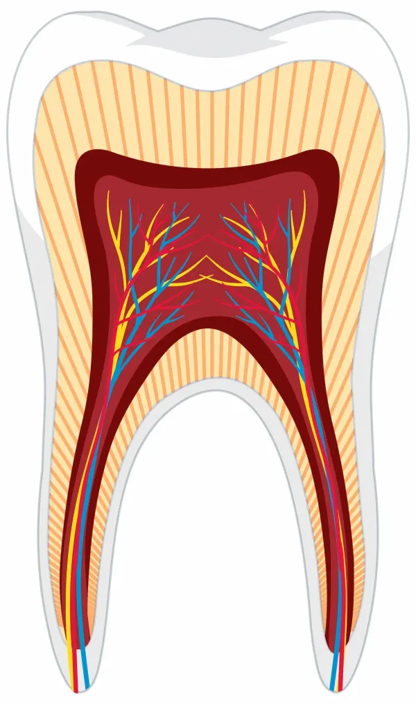 Before and after wisdom tooth removal results showing healthy alignment at Dental World Longwood